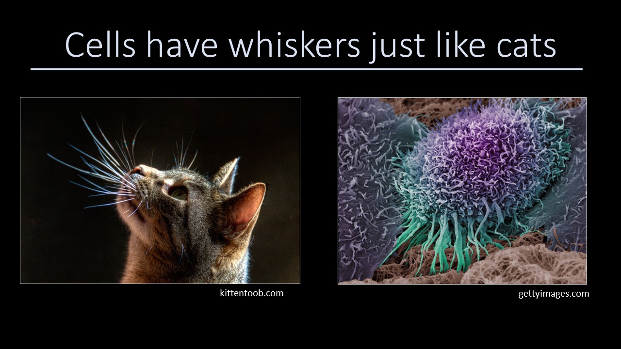 3mt cat whiskers