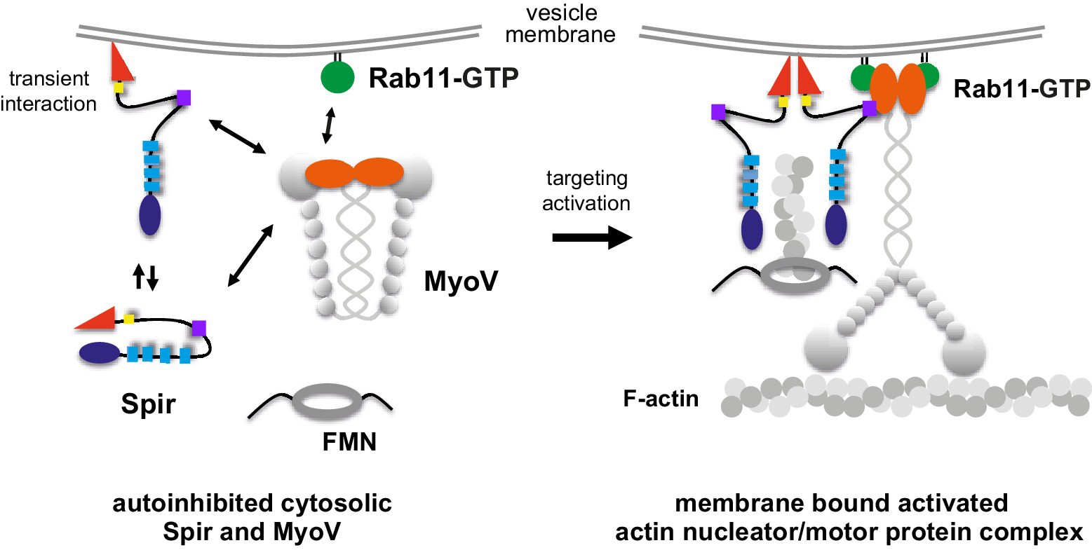A model of a coordinated assembly of the Spir/FMN F-actin nucleator complex and myosin V motor proteins at Rab11 vesicle membranes.
