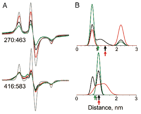 Actin-binding Cleft Closure In Myosin II Probed By Site-Directed Spin Labeling And Pulsed EPR.